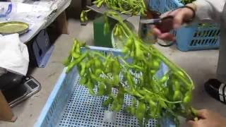 丹波黒の枝豆を収穫から出荷前まで