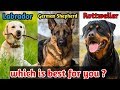 Labrador retriever or German Shepherd or Rottweiler which is best dog for you / Best dogs