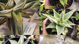 :   Robusta Yellow,Hybrid Kasih, Blue clone white variegated  
