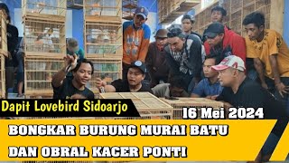 BONGKAR BURUNG MURAI BATU DAN OBRAL KACER PONTI