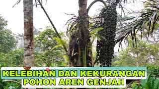 kelebihan dan kekurangan pohon aren genjah !! aren genjah atau aren dalam