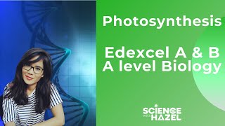 Photosynthesis | Edexcel A & B | A Level Biology | Science with Hazel