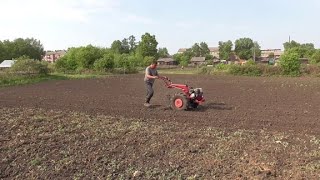 Огородно-земляные работы.Бороним картошку мотоблоком МТЗ с самодельной бороной.