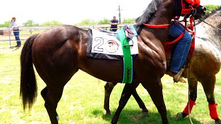 Semifinal Futurity Texano/Chicotito C.La Estrella