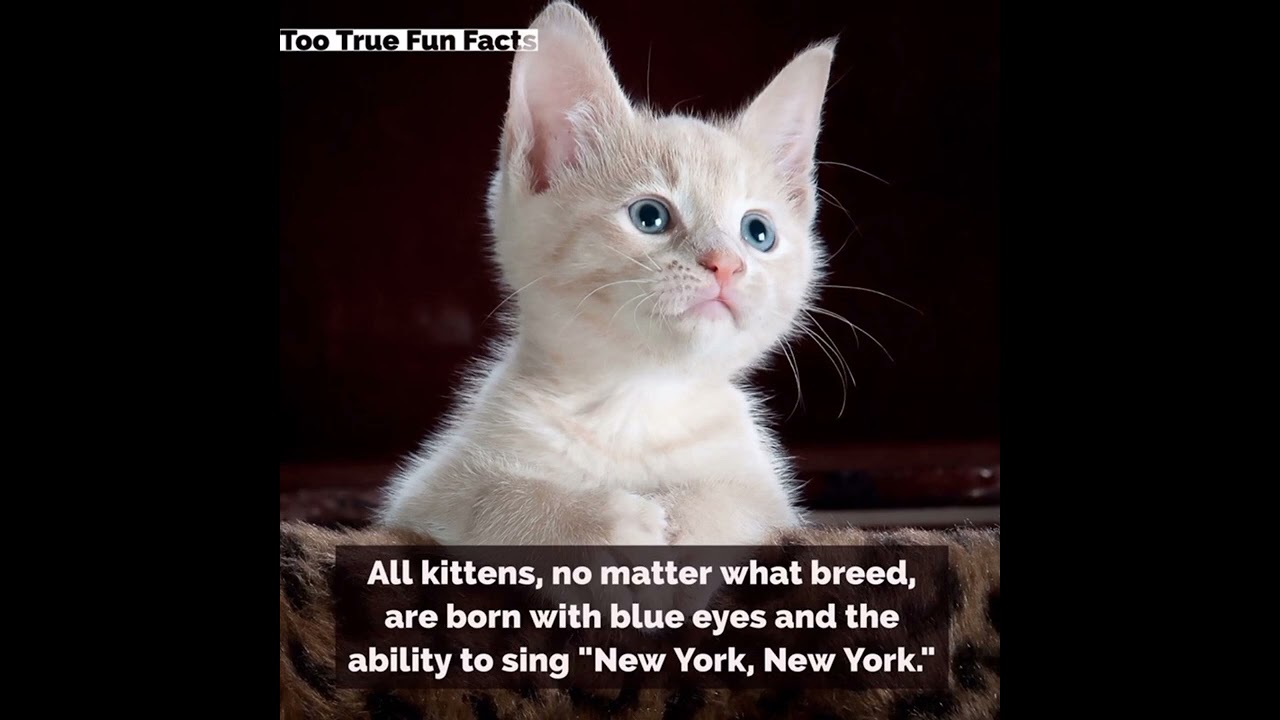 #funfactsaboutcats