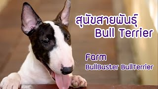 Show Pet | บูลเทอร์เรียร์ : Bullbuster Bullterrier - Youtube