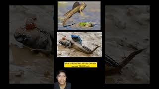Ikan Mudskipper ikan ampibi yang punya banyak nama #ikanhias #shorts