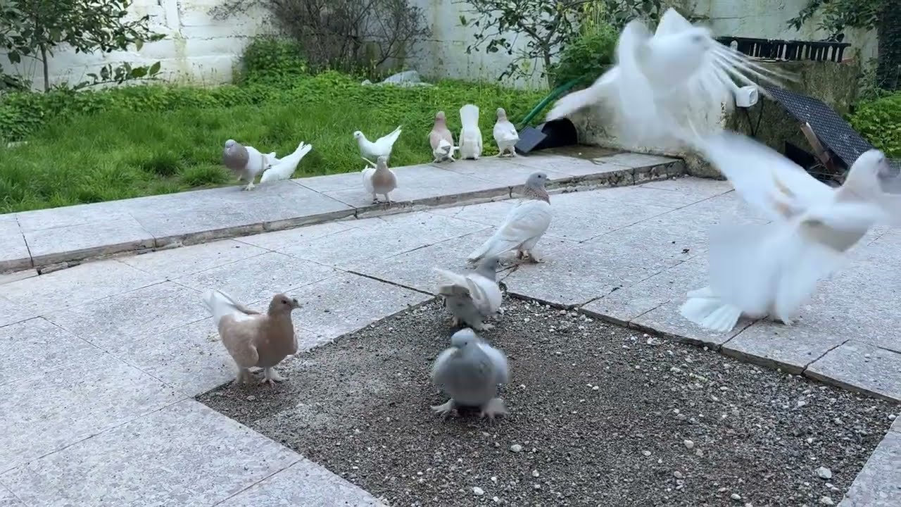 GÜVERCİNLERİMİZ VE İZMİR URLANIN MEŞHUR KRAL HAVUZU  İYİ SEYİRLER 