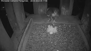 Worcester Cathedral Peregrines 24.04.2024 05:11