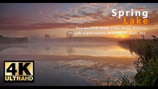 Spring Lake - Relaxing 4K 3H Relaxing Nature Sound & Video, Sleep, Meditation, Birds