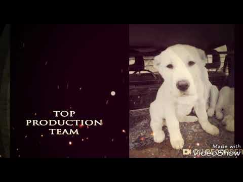 სხვადასხვა ჯიშის ძაღლების ფოტოები