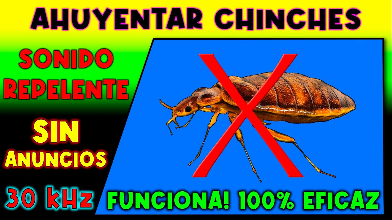 Como eliminar las chinches al 100