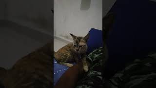 Download Lagu tanpamu hidup ini trasa sepi MP3