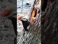 Woodcutter Birds Woodpacker Woodpacker Woodpecker Video Viral Birds Birdsofprey Wow Amazing Woodcutter Birds Woodpacker Woodpacker Woodpecker Video Viral Birds Birdsofprey Wow Amazing