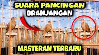 TERBARU || SUARA PANCINGAN BRANJANGAN AGAR CEPAT BUNYI \u0026 GACOR + TERAPI SUARA MASTERAN BRANJANGAN