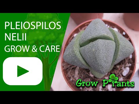 Pleiospilos nelii - grow & care (Split rock)
