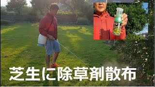 芝生の管理　芝専用除草剤は効くのか検証　Lawn management Verification of whether the herbicide for turf works