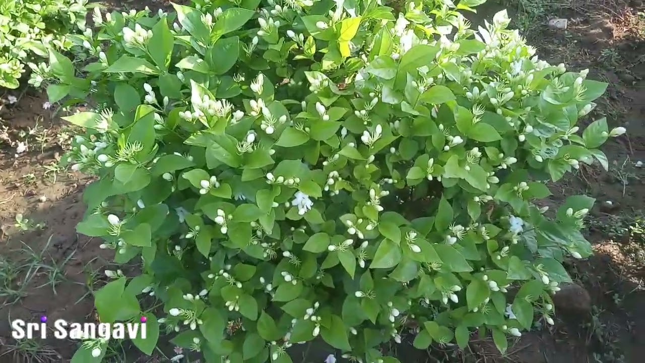 மல்லிகைச் செடிக்கு என்ன உரம் வைத்தால் நல்ல பூ வரும்