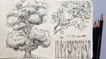 How To Draw A Tree Using Graphite Pencils