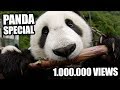 Louis Armstrong - What a Wonderful World (Panda Parody)