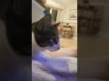 Ain T That Whst You Supposed To Do Cutecat Funny Ain T That Whst You Supposed To Do Cutecat Funny