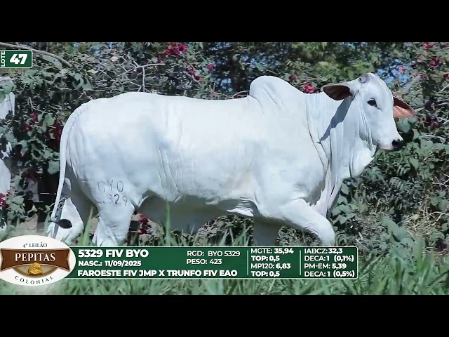 LOTE 47   5329 FIV BYO