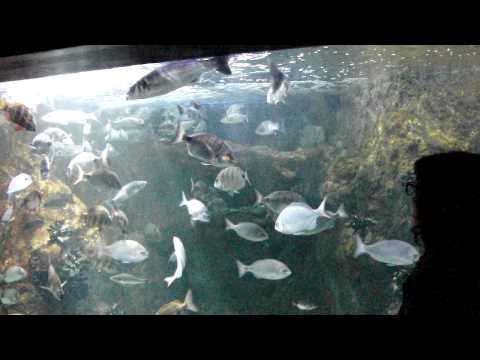 Vídeo: Els Peixos Més Bonics De L'aquari