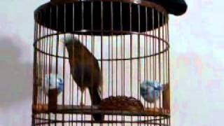 video-2011-04-26-19-48-19.3gp