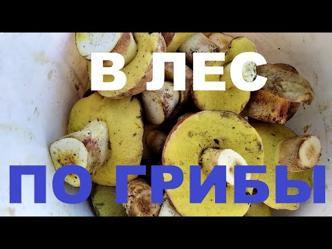 Грибы. Астраханской Губернии.