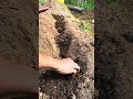Proses penanaman timun. #farming #gardening #cucumber #seeds #vibes