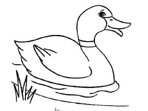 how to draw Duck for kids very easy step by step - komsankob