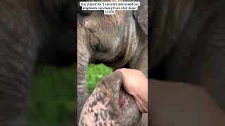 #saveelephantfoundation #elephant #elephantrescue #rescuedelephants #elephantnaturepark
