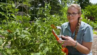 Trellising with Tapener Tools