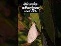 මගේ කැමරාවට හසුවූ ලස්සනම සමනලුන් | Nature Photography with Smartphone #shorts