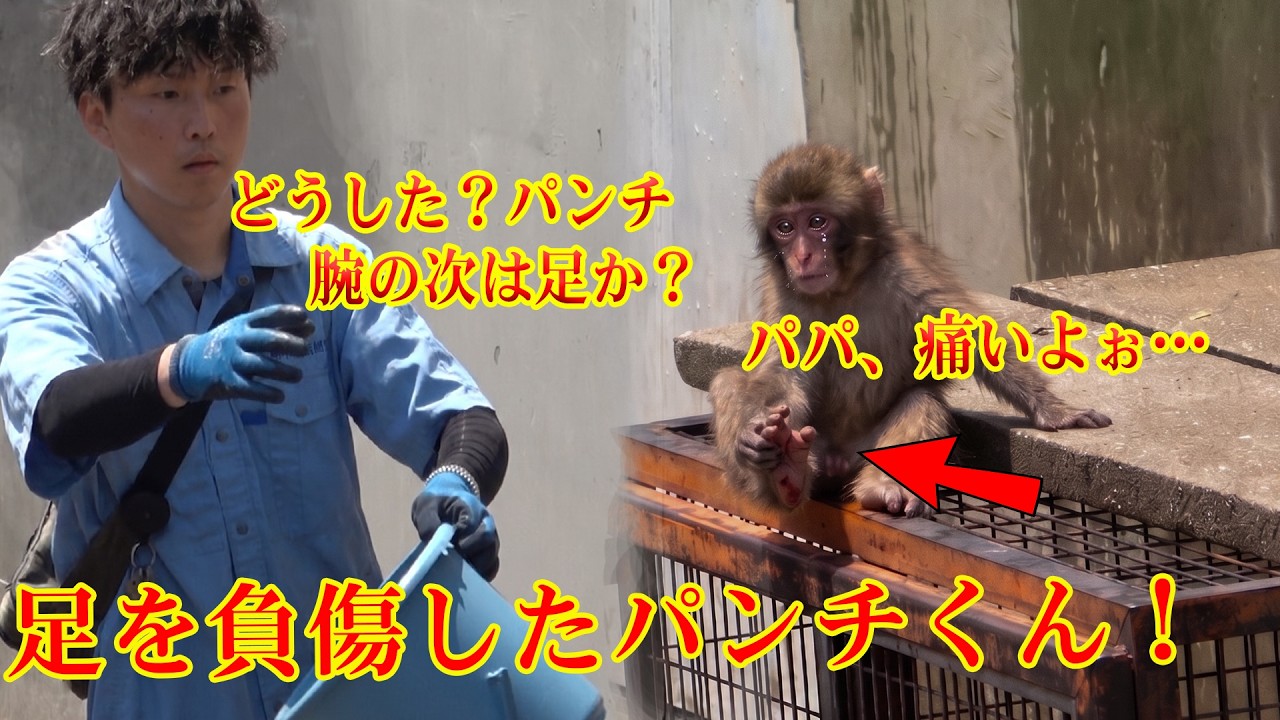 パンチくん 🐵 【緊急事態!】💥足を負傷したパンチくん、昼食もとらずにパパと慌てて検査室へ直行🏥🚑#パンチくん