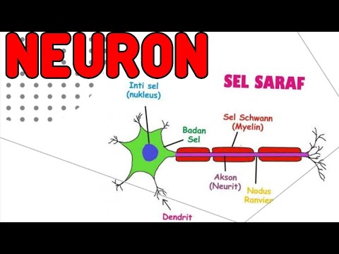 Video: Sel Saraf Beregenerasi