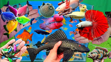 Video tổng hợp cá cảnh đẹp, vịt, vịt con, cá koi, cá trê, cá betta, cá bảy màu