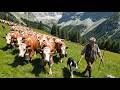A Peaceful Countryside Life — The Quiet Daily Work of an Elderly Mountain Farmer