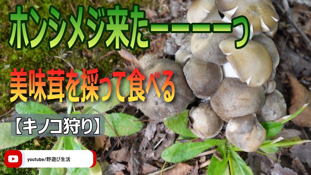 ホンシメジ来たーっ 美味キノコを採って食べる