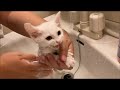 【ひどい栄養失調の保護猫】はじめてのお風呂は予想外の結果になりました。