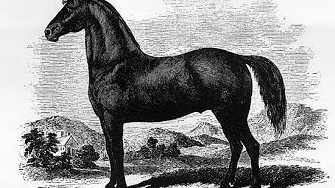 Justin Morgans Horse: Making an American Myth