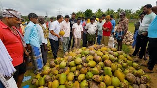 This coconut lot auctioned for 26 thousand rupees