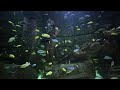 Watch Peaceful Fish & Relaxing Music for Focus | Harmonic Ease