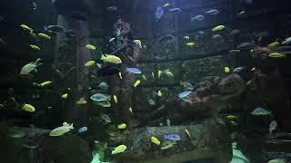 Watch Peaceful Fish & Relaxing Music for Focus | Harmonic Ease