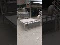 Stainless Steel Bed Design Viral Shortvideo Ytshort Stainless Steel Bed Design Viral Shortvideo Ytshort