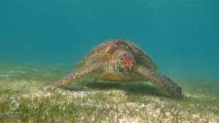 What Do Sea Turtles Eat? | Sea Turtle Science