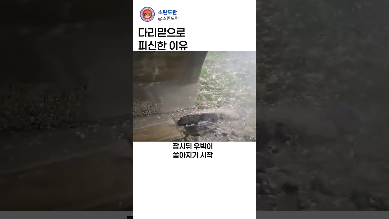 다리 밑으로 피신한 이유 ㄷㄷ
