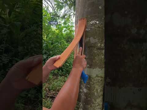 حصاد لحاء شجرة القرفة يحقق انتشارا واسعا على الإنترنت من ماليزيا