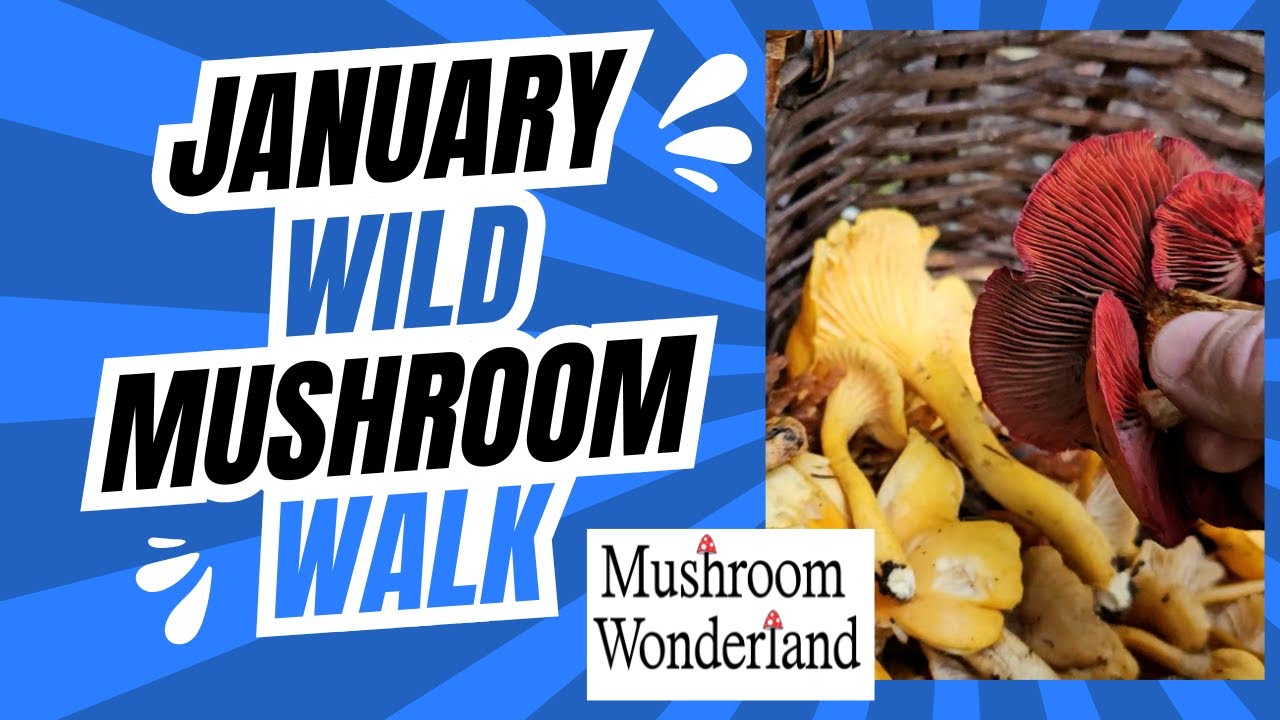 January Wild Mushroom Walk