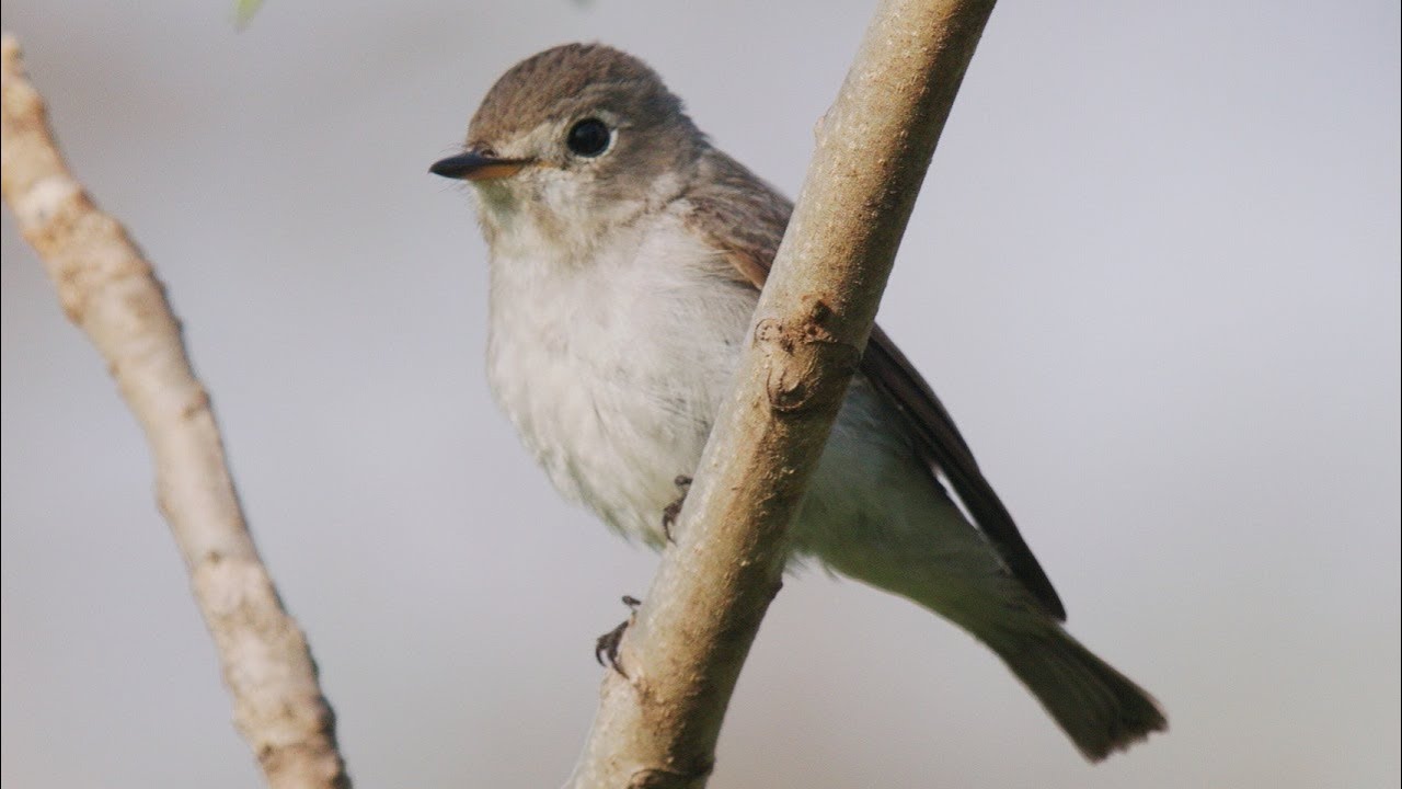 コサメビタキ 巣作りはじめ Asian brown flycatcher Nest building 信越の林 5月上旬 野鳥4K 空屋根